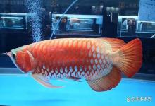 龙鱼缸氨氮为0，亚硝酸盐爆表如何处理？需要大换水吗？