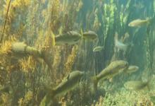 双角金线鲃是什么鱼？