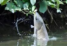 草鱼一次产卵150万粒，吃草就能长到几十斤，为啥河里就是见不到？