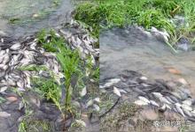 水库鲫鱼铺满浅滩，徒手就能捞一桶，场面看傻老钓友！