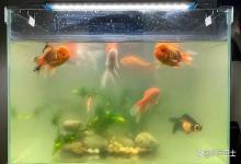 鱼缸水发白雾蒙蒙的怎么处理？鱼缸水突然发白雾蒙蒙的怎么解决？