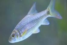 天峨金线鲃是什么鱼？