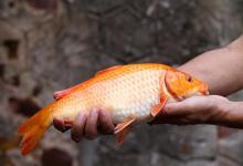 破解滑口鱼的3个必杀技！让吃饵谨慎的鱼，也乖乖张嘴咬钩！