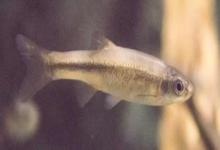 圭山金线鲃是什么鱼？