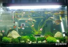 鱼缸加完硝化细菌怎么水浑了？鱼缸里有鱼能放硝化细菌吗？速看