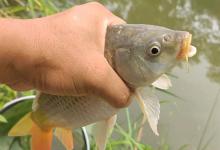 鱼钩钩柄长短的选择玄机！不同鱼情用不同钩，上鱼率差很多！