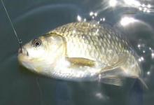 更换子线的3个时机！别等到切线跑鱼，才后悔没早点更换！