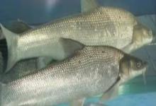 大鳞金线鲃是什么鱼？