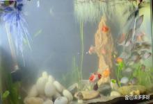 鱼缸突然水发白雾蒙蒙的怎么办?鱼缸总是雾蒙蒙,教你一招解决