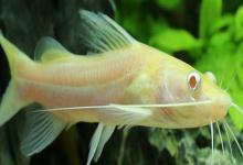 尧兰金线鲃是什么鱼？