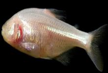 无眼金线鲃是什么鱼？