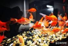 观赏鱼反复烂身白毛怎么办？鱼身上发白长白絮怎么处理？就差这一步