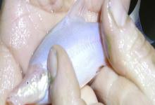 小眼金线鲃是什么鱼？