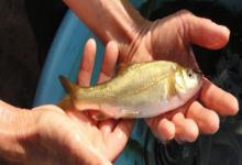 抚仙金线鲃是什么鱼？