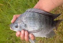 提竿无力绵软感的3种情况！别以为是挂底，可能是巨物来了！