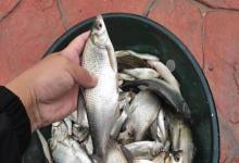 钓草洞的4个黄金技巧！别小看一小片水草，大板鲫就藏在里面！