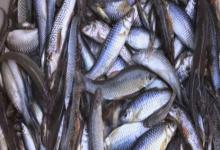 易门金线鲃是什么鱼？