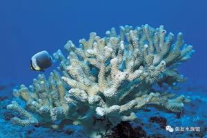 水位过高的鱼缸怎么就不能养鱼了?金鱼不行,热带鱼也不行吗?