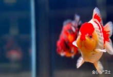 观赏鱼的食欲不好怎么办？家养金鱼喂食却不吃是怎么回事？