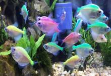 观赏鱼厌食不吃料怎么办？观赏鱼不吃鱼食是怎么回事？可能因为它