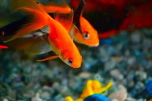 关于家用水族箱换水的要诀须知