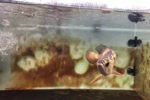 鱼缸水泡难散，水质不通透，到底是什么原因？