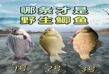 钓了20年鱼，这9种鲫鱼我还是分不清！你认识几种？