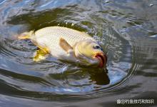 春季黑坑大鲤鱼难钓的主要原因