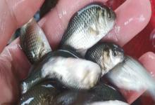 瓦状角金线鲃是什么鱼？