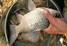 钓鱼总蹭线不咬钩？4个原因找到了，别再傻傻提竿了！