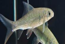 桂林金线鲃是什么鱼？