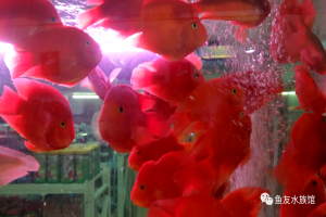 养鱼既是快乐的,也是烦恼的