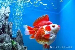 为什么说养鱼养单不养双?底部家庭企业事业风水鱼你信吗?