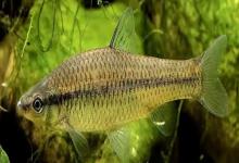 泗孟金线鲃是什么鱼？