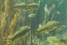 版纳金线鲃是什么鱼？