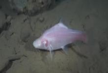 田林金线鲃是什么鱼？