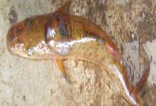 短身金线鲃是什么鱼？