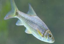 洞塘金线鲃是什么鱼？