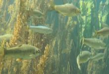 狭孔金线鲃是什么鱼？