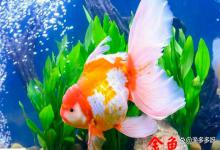 鱼缸新换的水还是浑浊怎么办?3 步让水清澈见底,鱼都能数清楚!