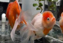 兰寿鱼缸里亚硝酸盐高怎么办？鱼缸亚硝酸盐高了怎么处理？