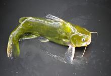 钓黄辣丁的5个实用要点，新手也能轻松上手