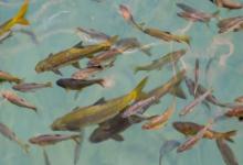 粗壮金线鲃是什么鱼？