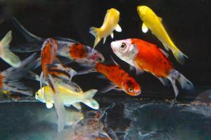 观赏鱼养不活,不敢养了!