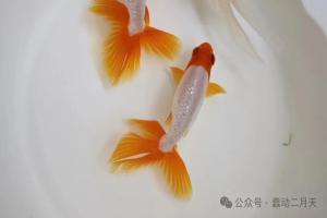 金鱼四大品类之蛋种金鱼