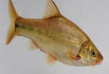 贞丰金线鲃是什么鱼？