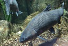 30万悬赏一条鱼？青鱼到底能长多大，这钱真有人能拿到吗