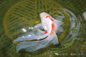 金鱼四大品类之文种金鱼