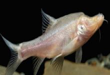 细身金线鲃是什么鱼？