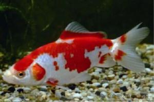 金鱼四大品类之草种金鱼